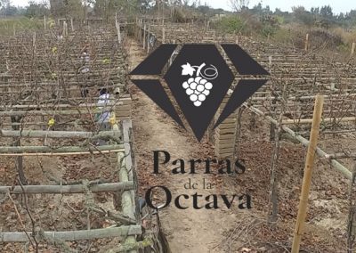 Portada - Cosecha - Parras de La Octava