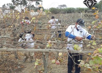 Trabajos - Parras de La Octava