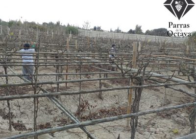 Trabajo en campo - Parras de La Octava